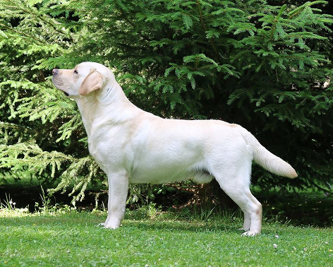 teddyvorschau